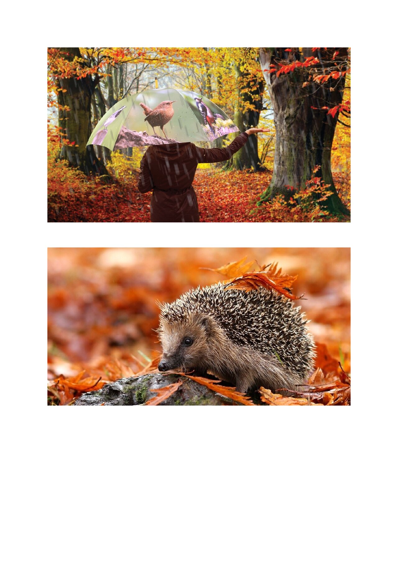 Preview van Voorbereiding-Reminiscentie-Herfst.docx