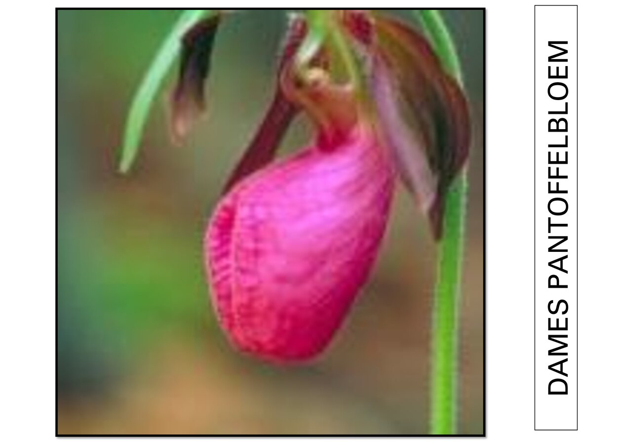 Preview van bloemenbingo.pdf