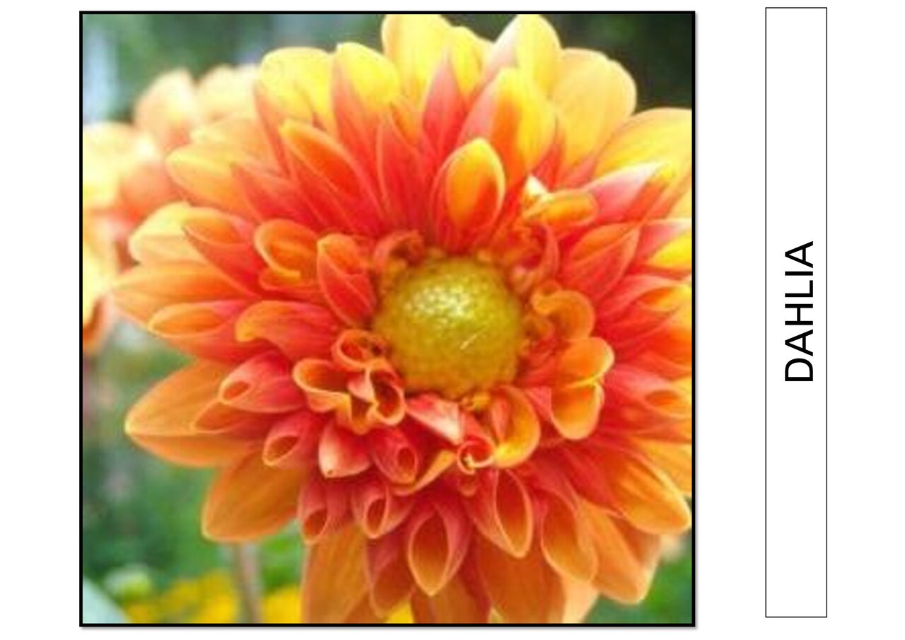 Preview van bloemenbingo.pdf