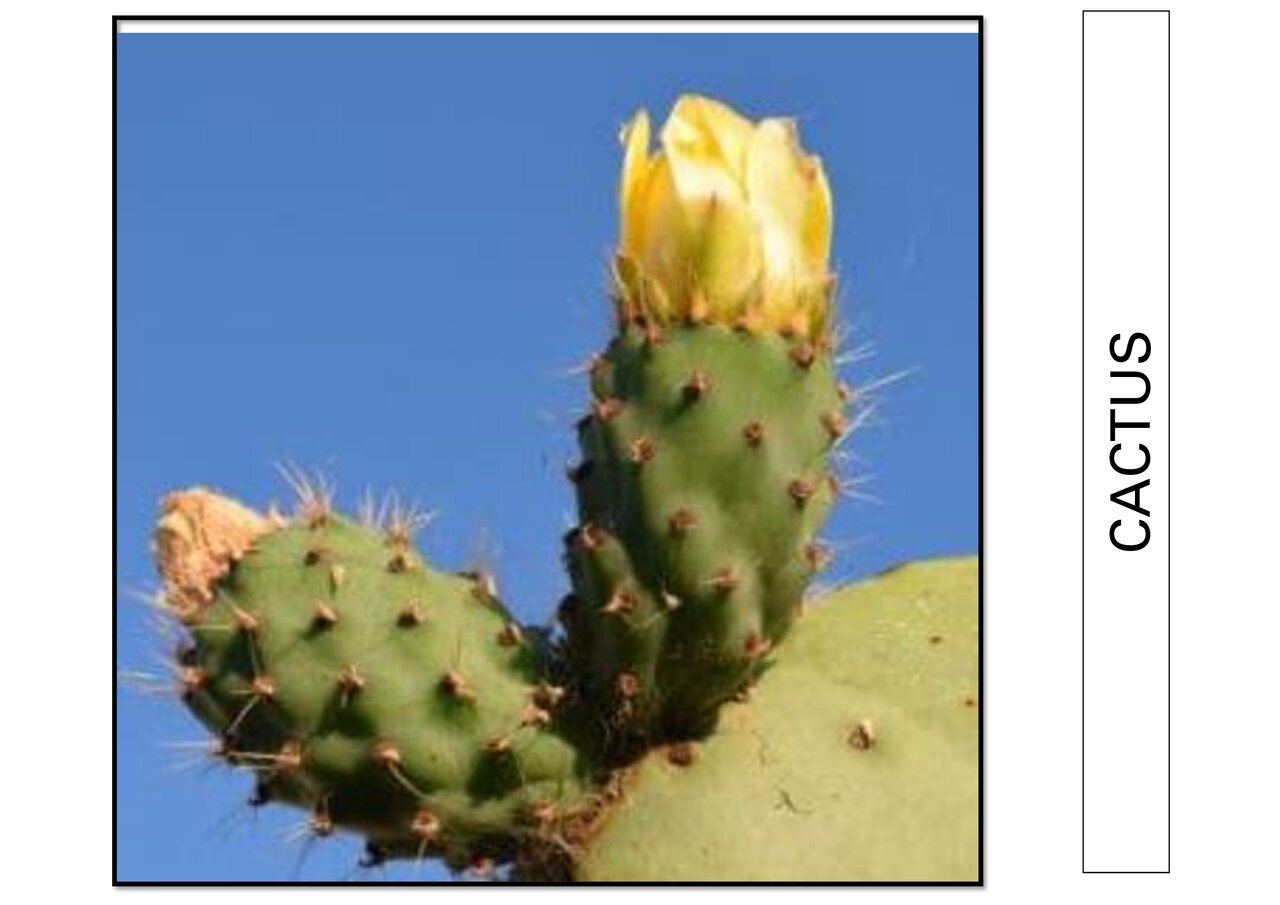 Preview van bloemenbingo.pdf