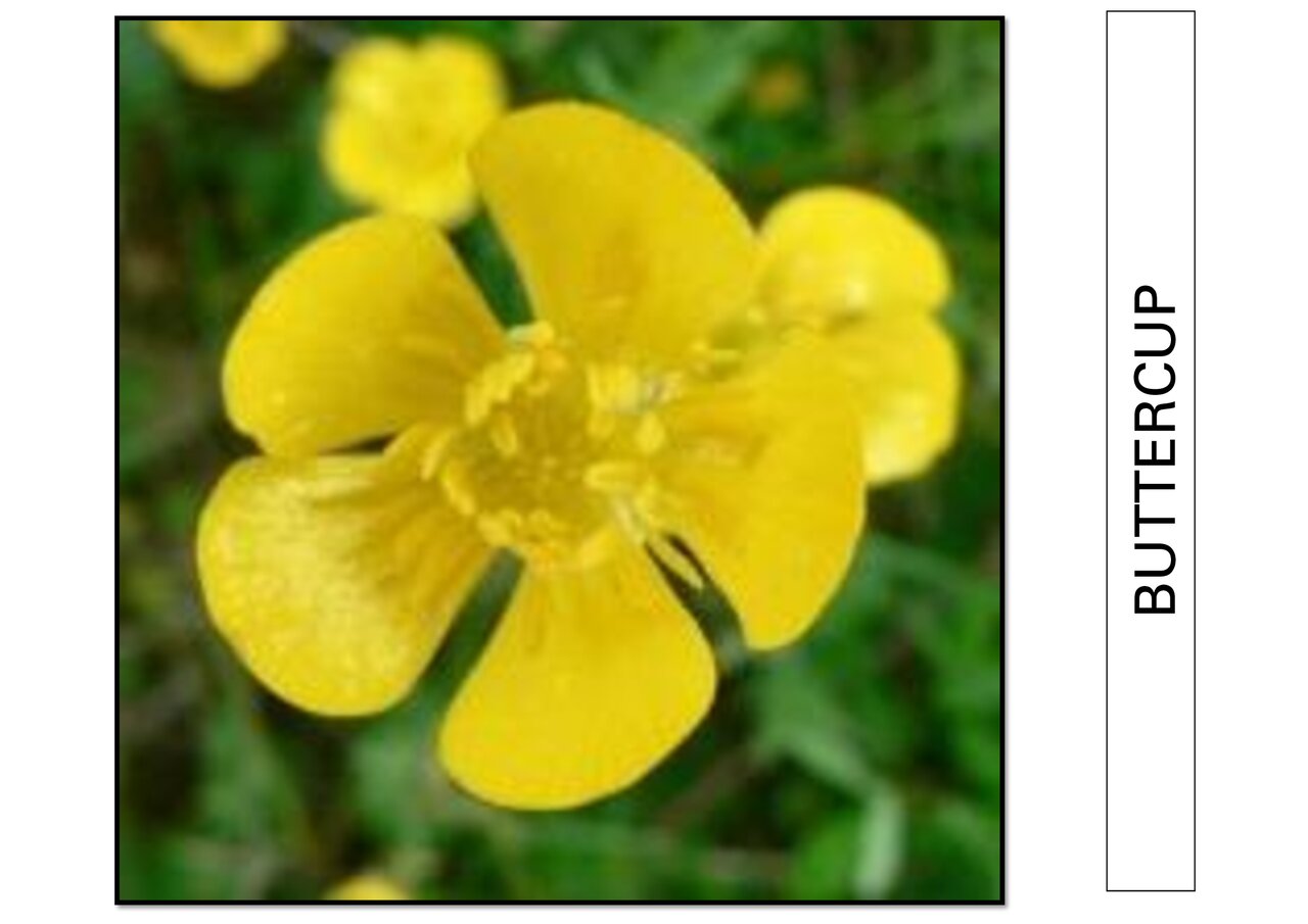 Preview van bloemenbingo.pdf