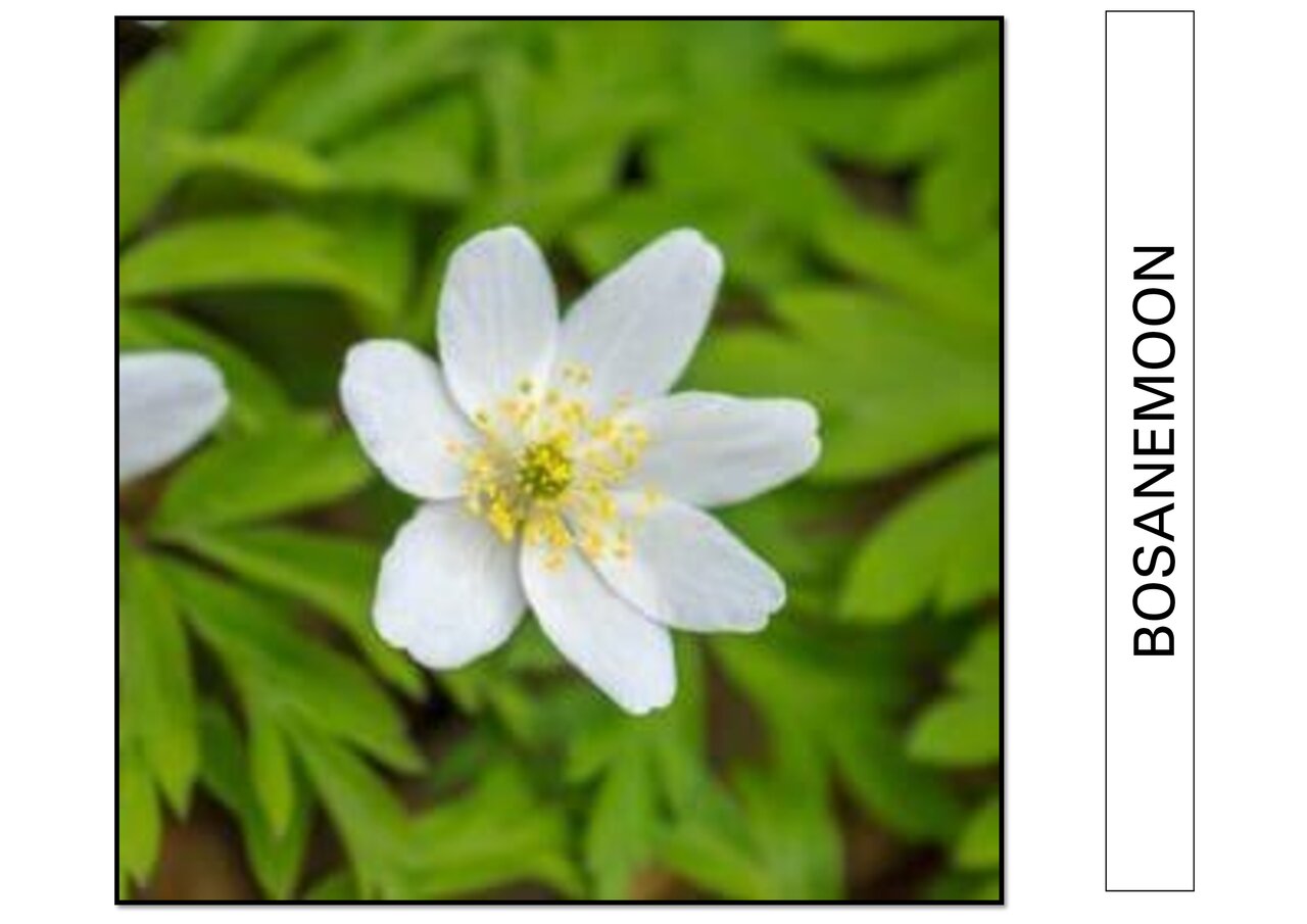 Preview van bloemenbingo.pdf