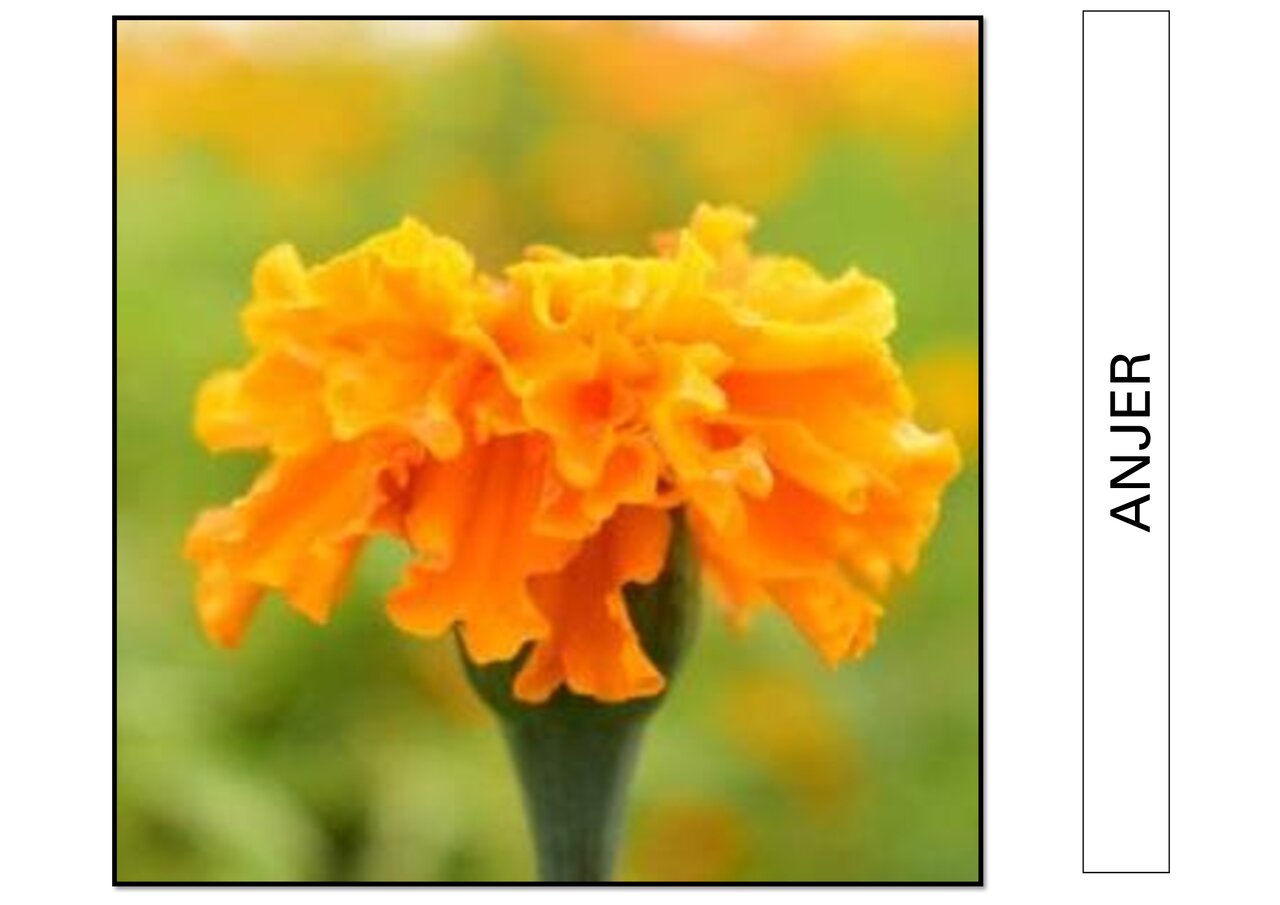 Preview van bloemenbingo.pdf