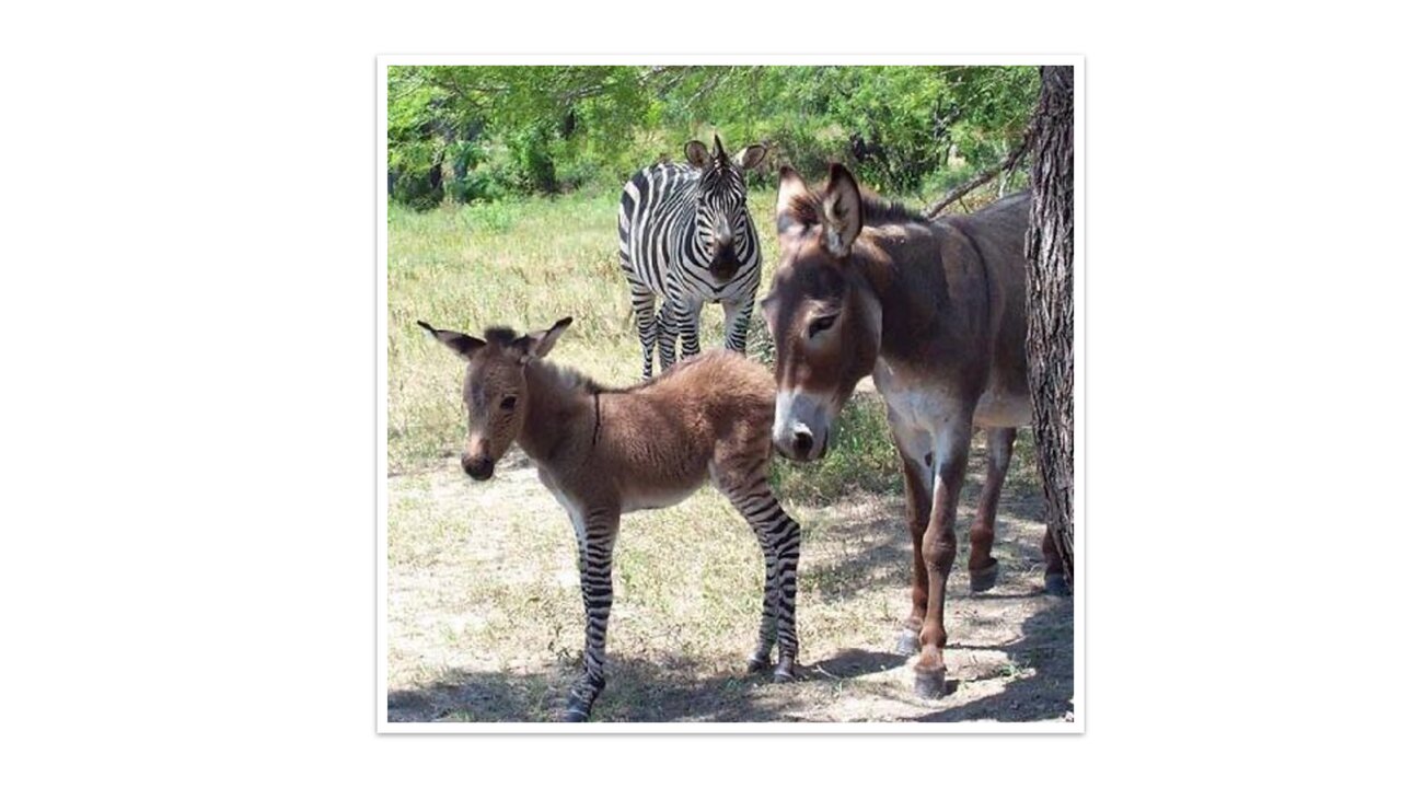 Preview van dierenquiz_deel_2.pdf