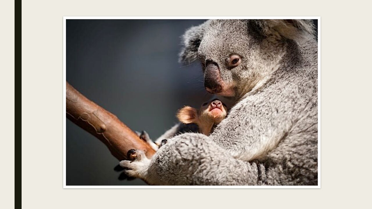 Preview van dierenquiz_deel_1.pdf