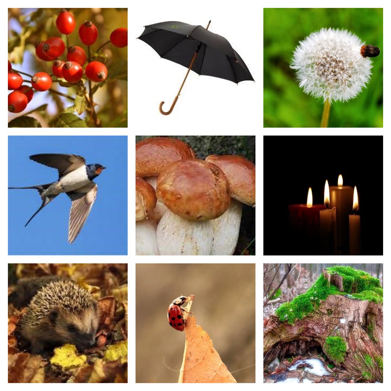 Preview van herfst10.pdf