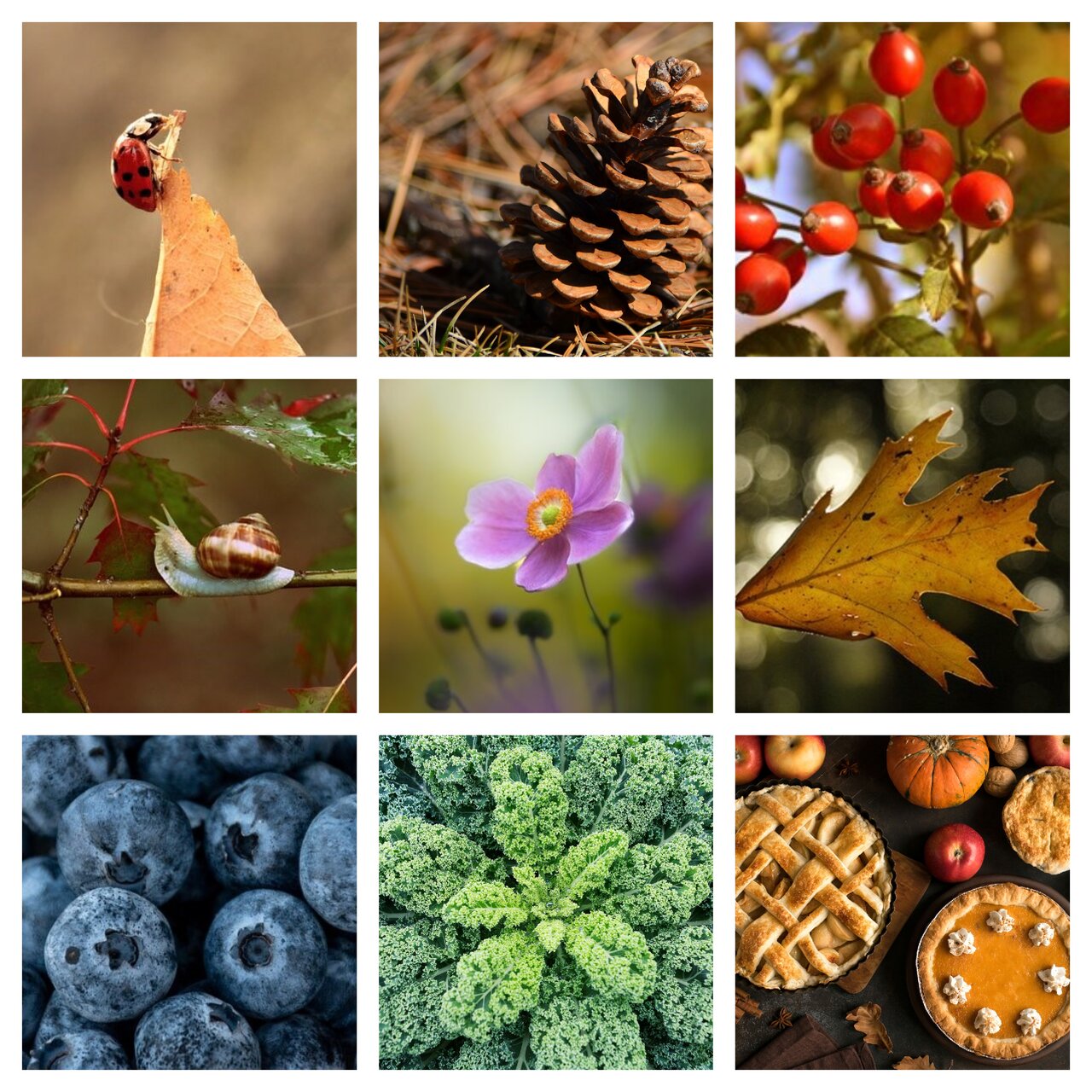 Preview van herfst11.pdf