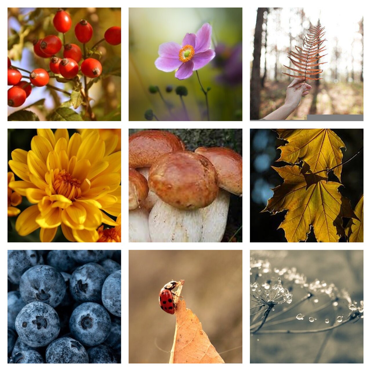 Preview van herfst12.pdf