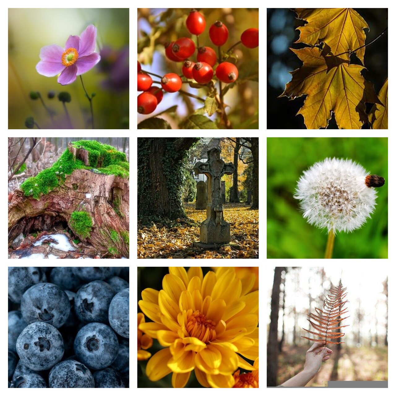 Preview van herfst15.pdf