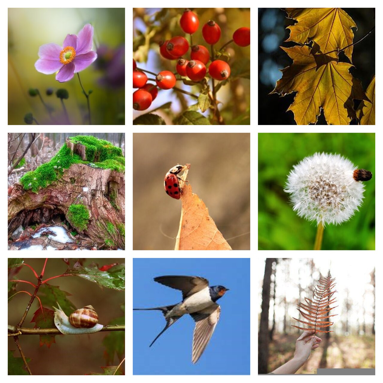 Preview van herfst17.pdf