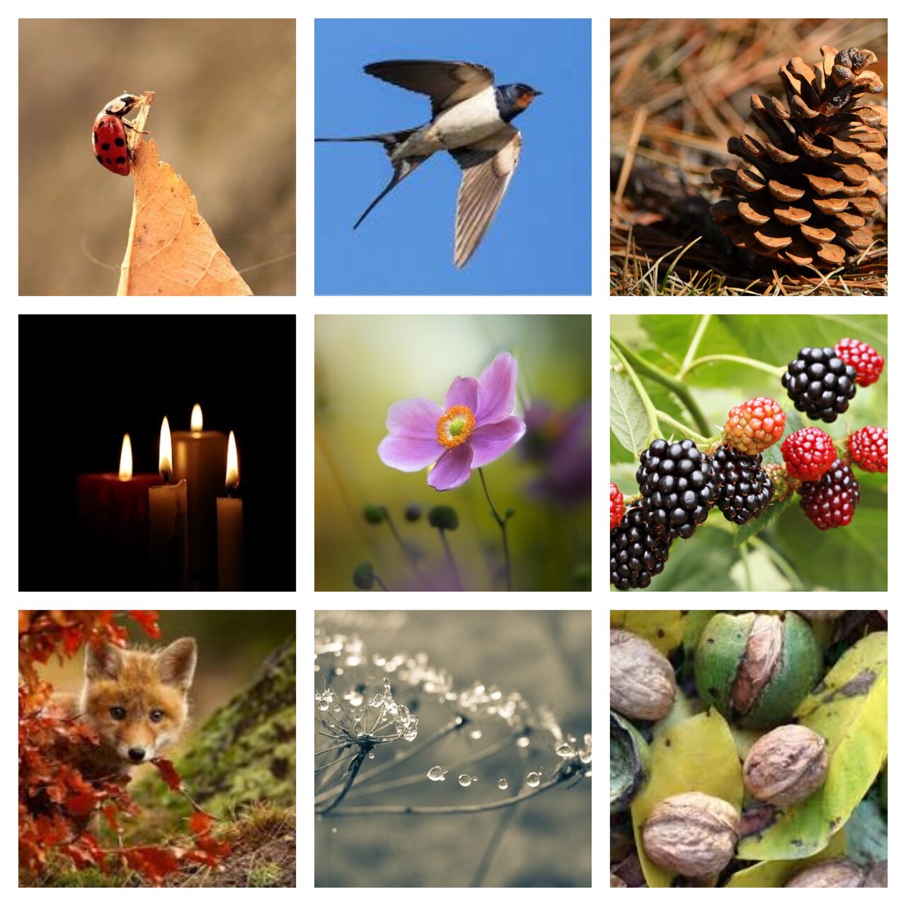 Preview van herfst18.pdf