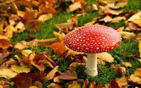 Preview van Afbeelding1.jpg