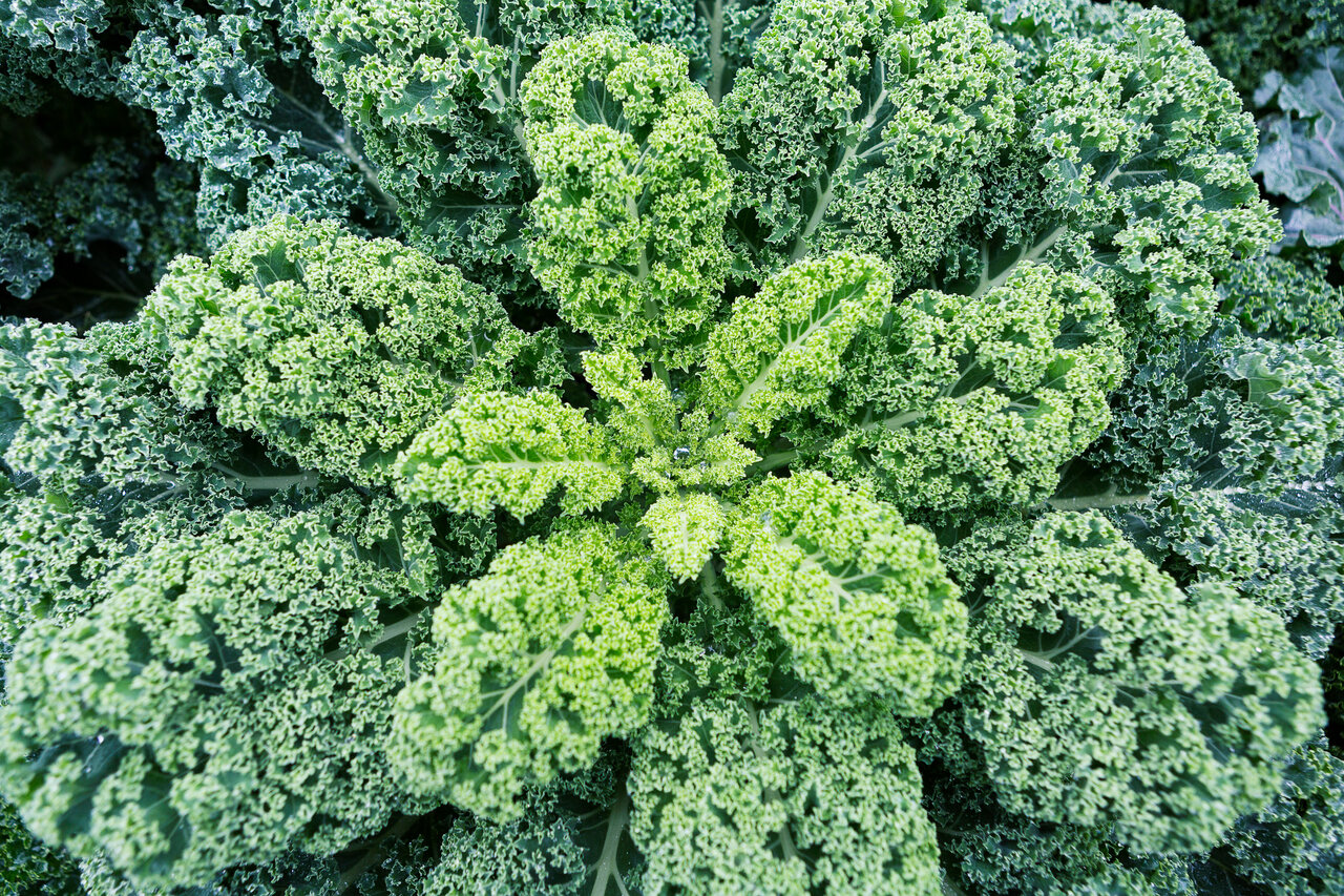 Preview van Afbeelding4.jpg