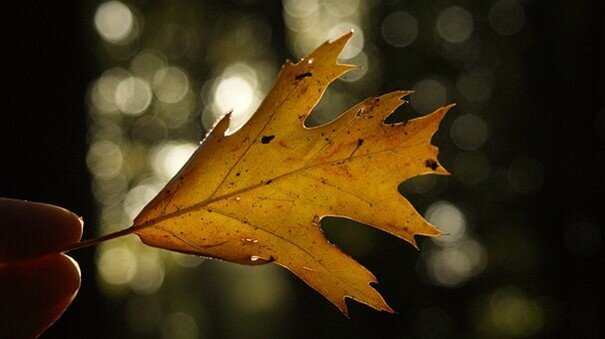 Preview van Afbeelding20.jpg