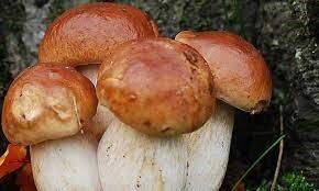 Preview van Afbeelding27.jpg