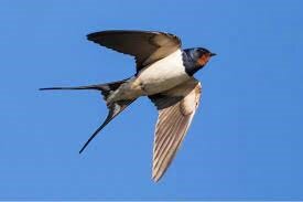 Preview van Afbeelding28.jpg