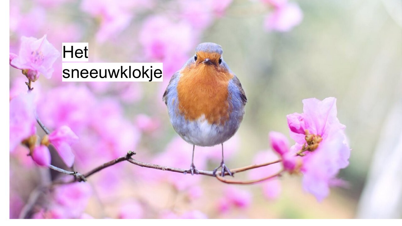 Preview van lentequiz.pdf