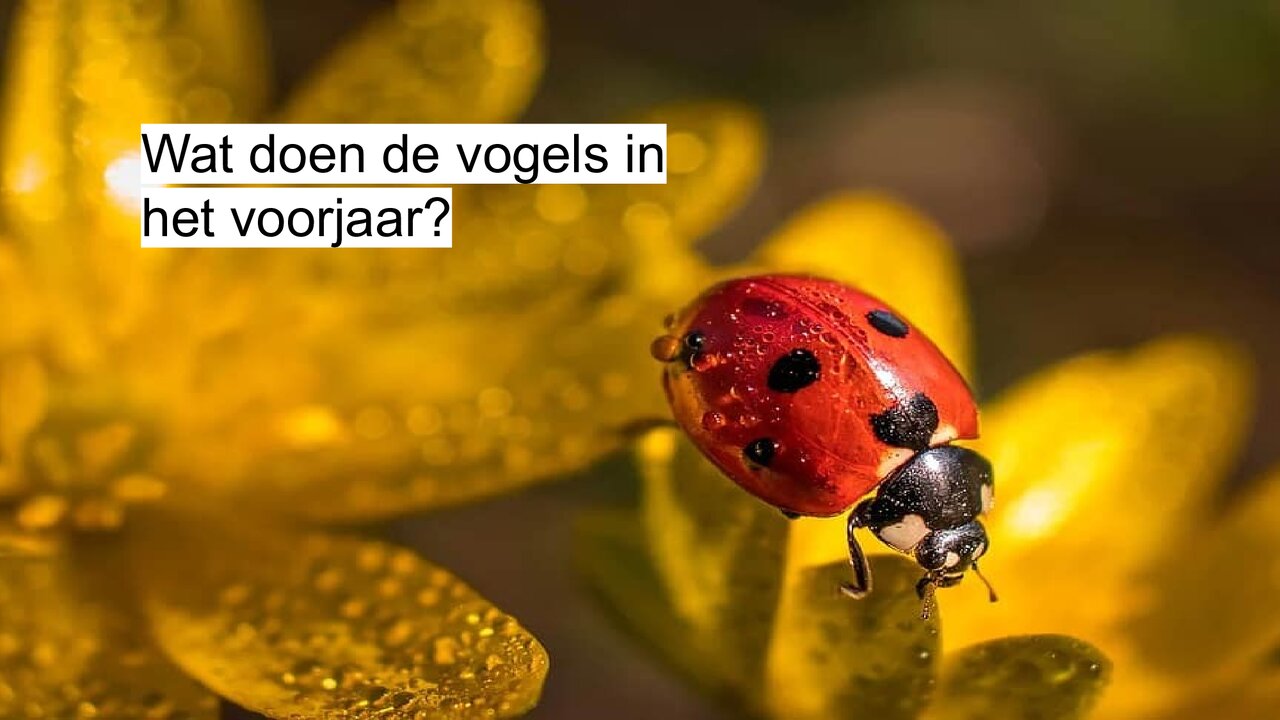 Preview van lentequiz.pdf