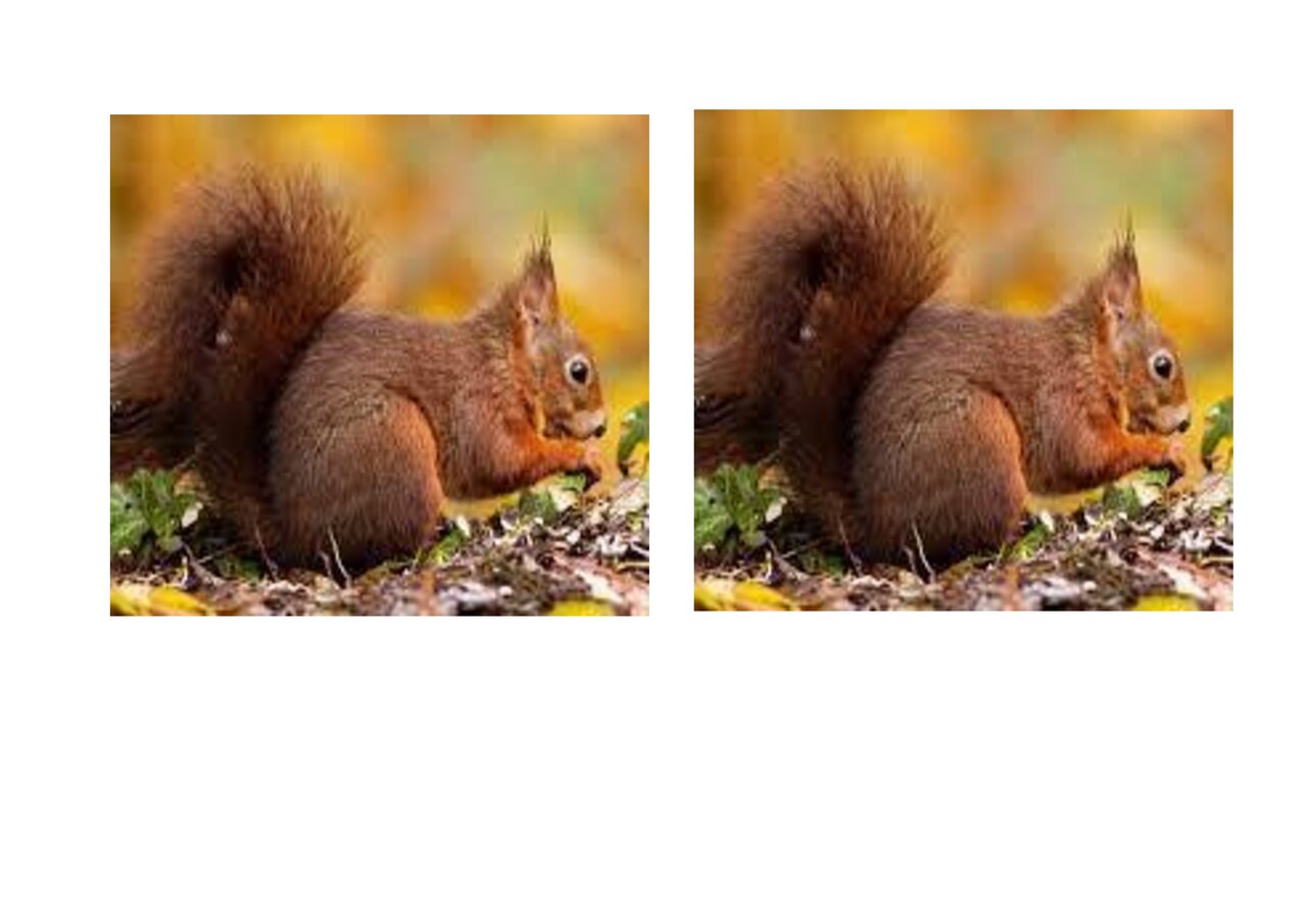 Preview van Dieren-memory.docx