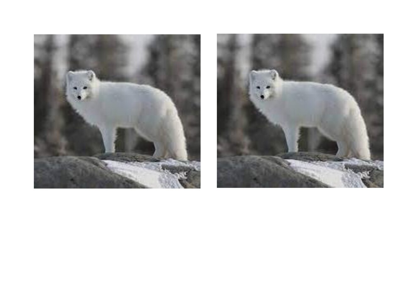 Preview van Dieren-memory.docx