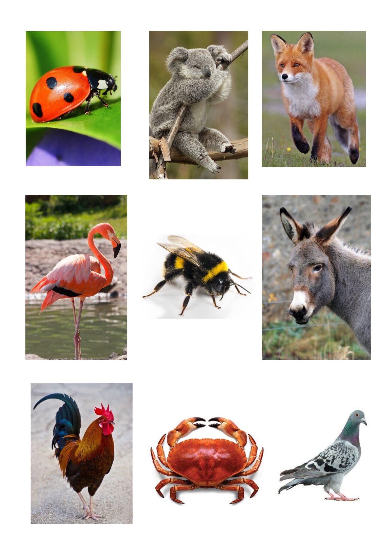 Preview van Dierenbingo---DIERENKAARTJES.pdf