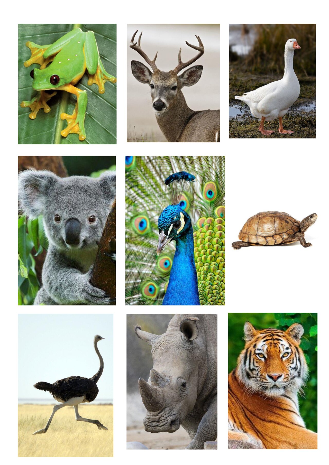 Preview van Dierenbingo---DIERENKAARTJES.pdf