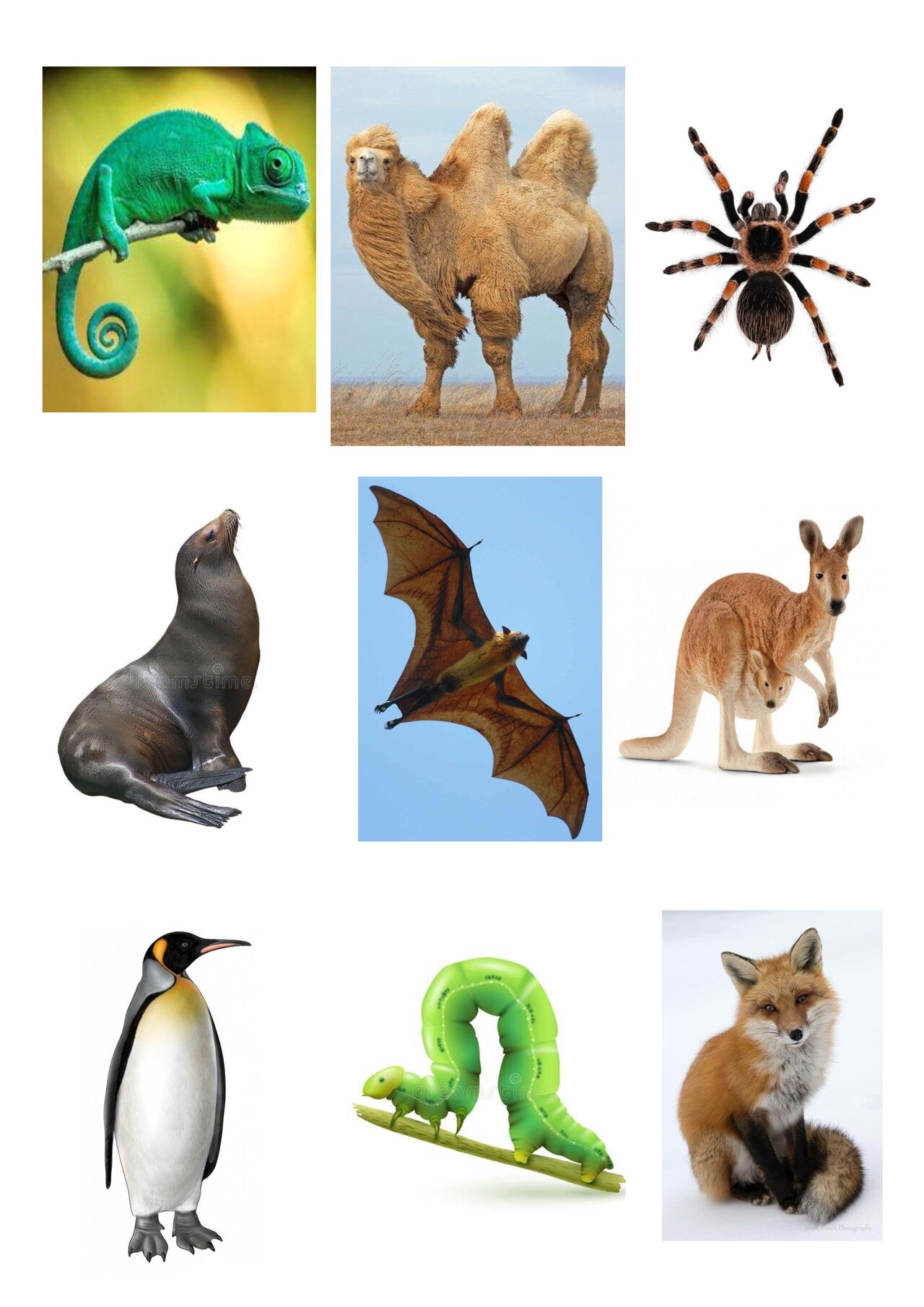 Preview van Dierenbingo---DIERENKAARTJES.pdf