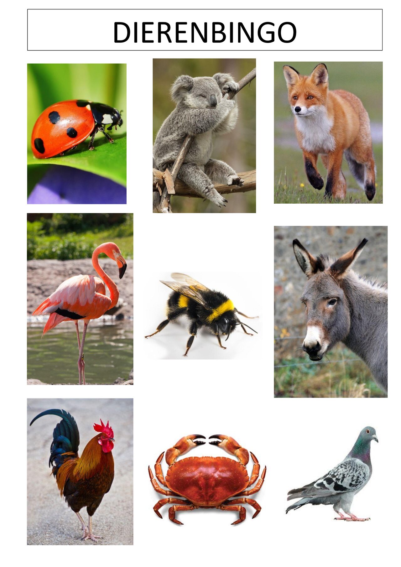 Preview van Dierenbingo---SPEELKAARTEN.pdf