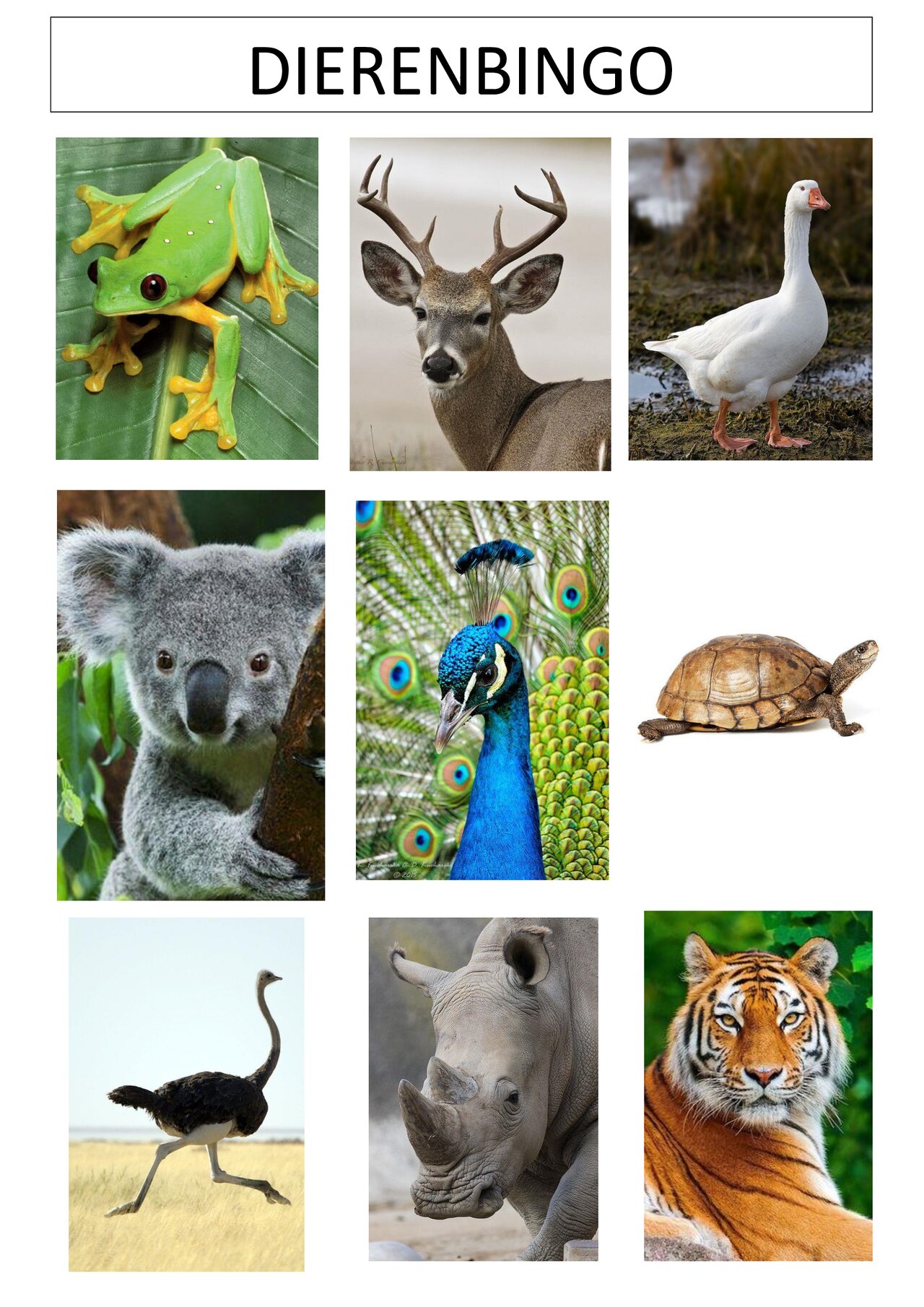 Preview van Dierenbingo---SPEELKAARTEN.pdf