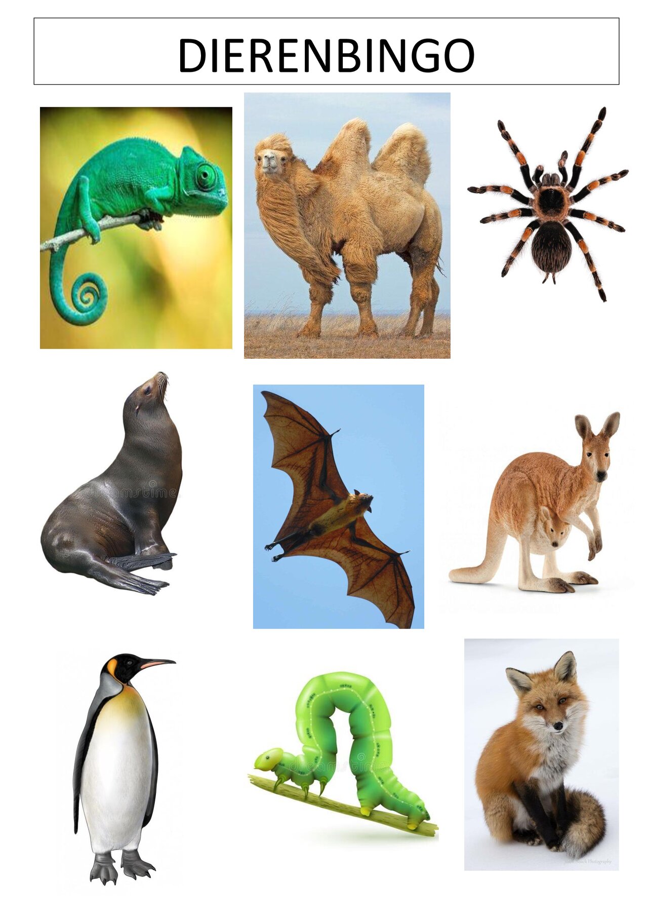 Preview van Dierenbingo---SPEELKAARTEN.pdf