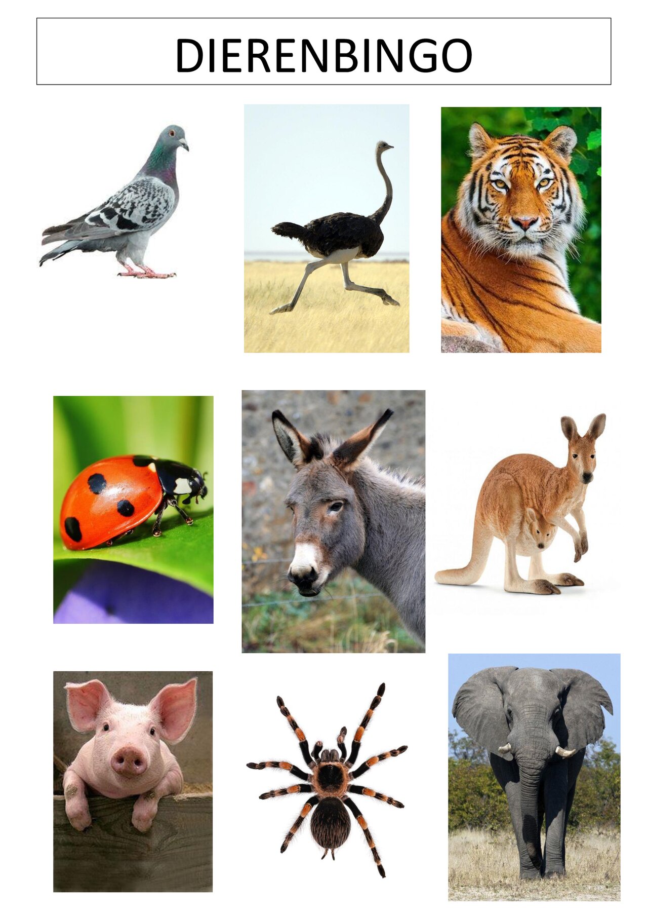 Preview van Dierenbingo---SPEELKAARTEN.pdf