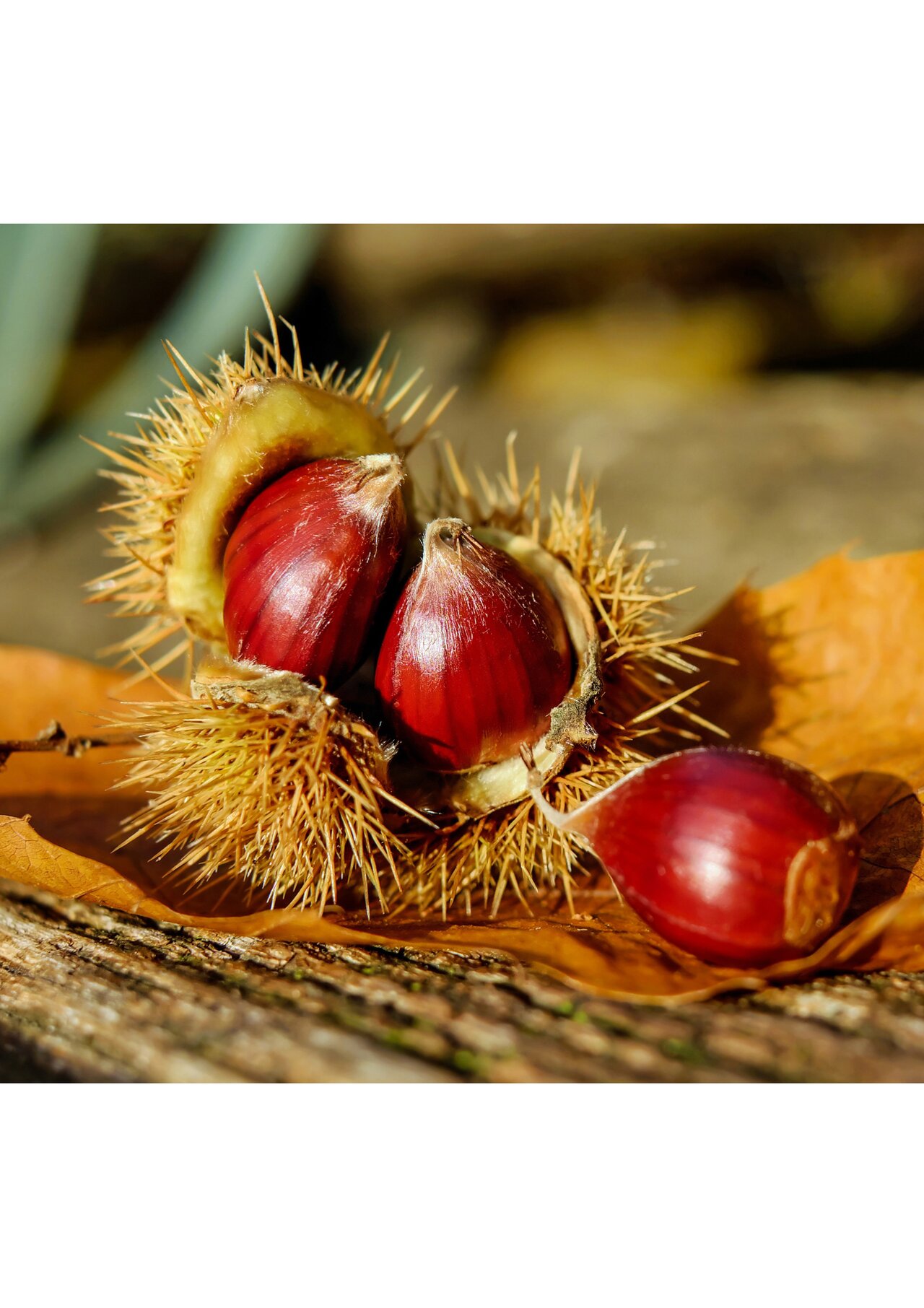 Preview van Herfstbingo-trekstapel.pdf