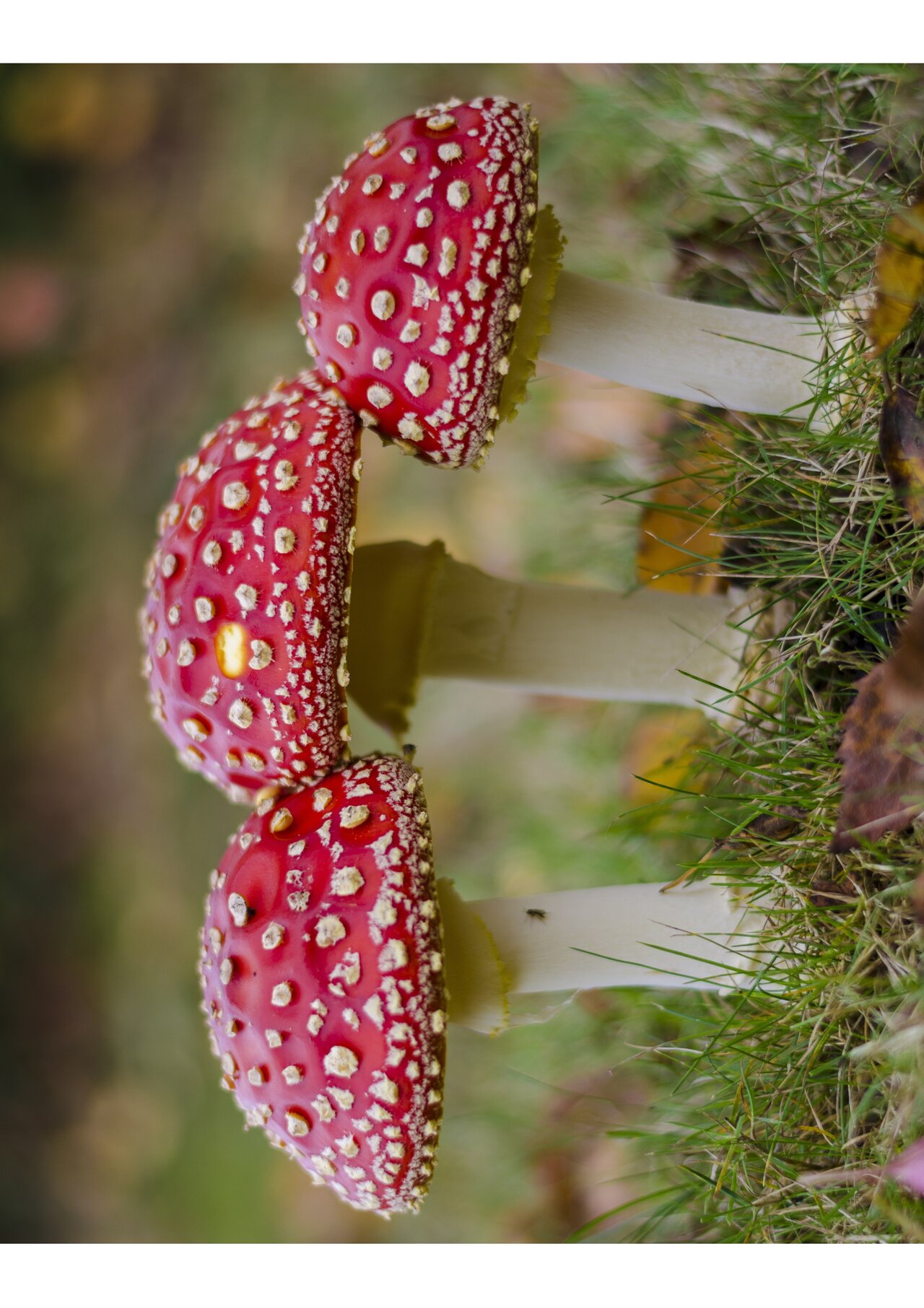 Preview van Herfstbingo-trekstapel.pdf