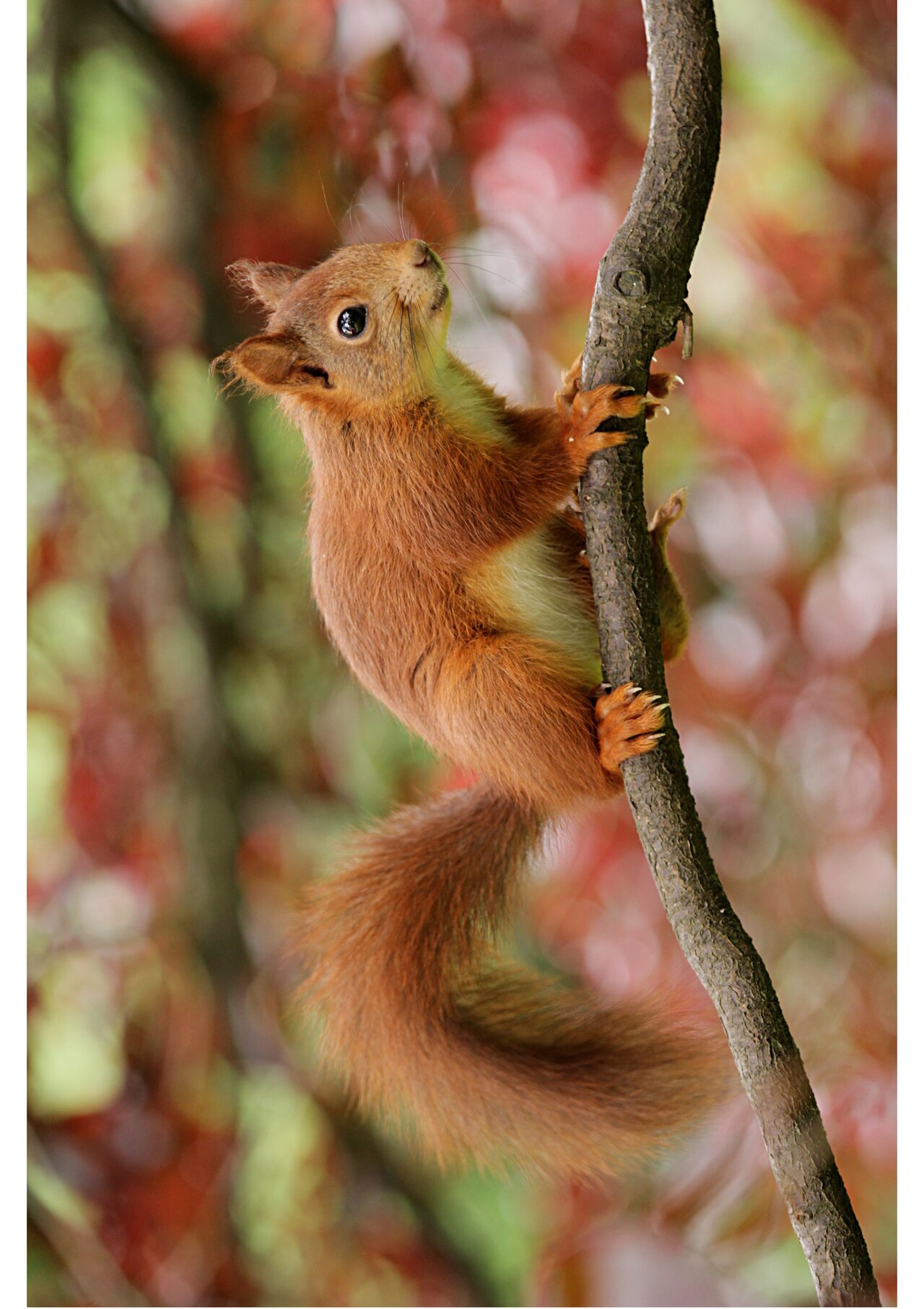 Preview van Herfstbingo-trekstapel.pdf