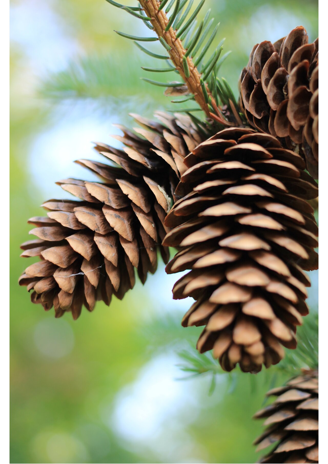 Preview van Herfstbingo-trekstapel.pdf