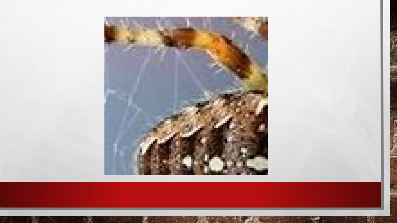 Preview van Welk-dier-ben-ik.pptx