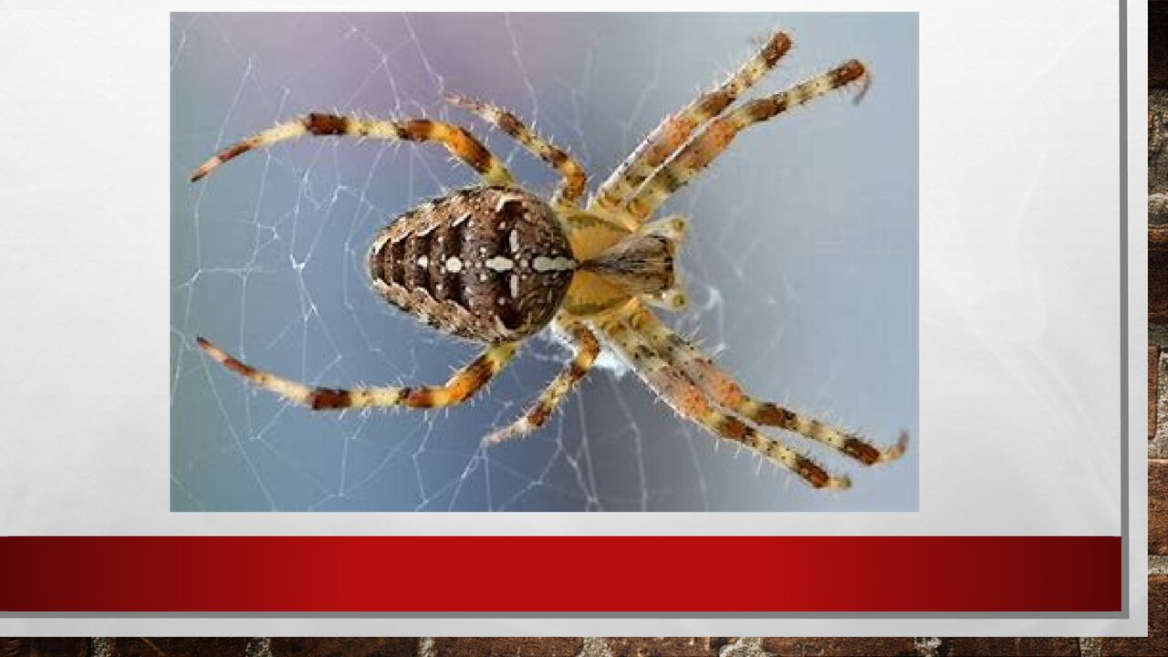 Preview van Welk-dier-ben-ik.pptx