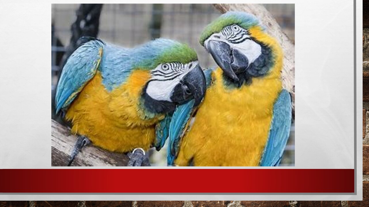 Preview van Welk-dier-ben-ik.pptx