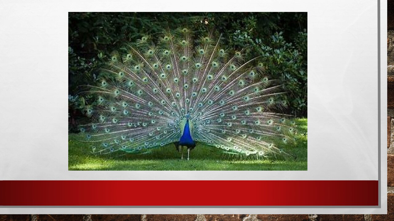 Preview van Welk-dier-ben-ik.pptx