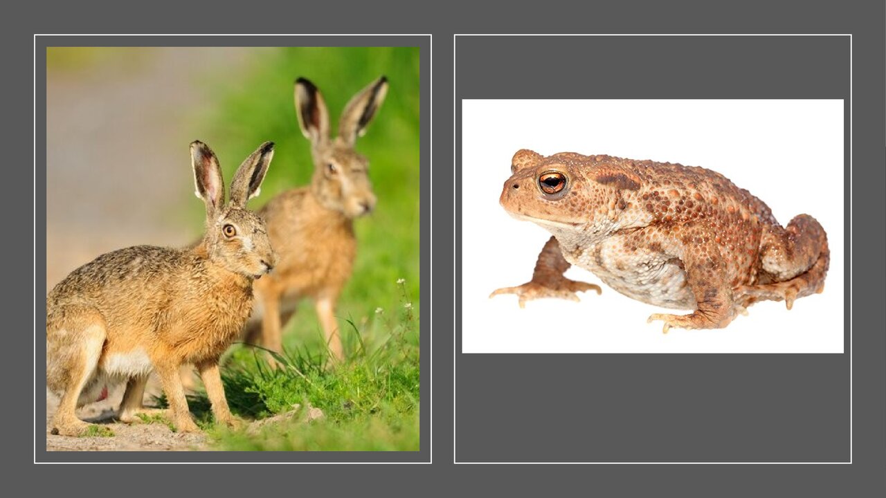 Preview van hersengymnastiek.odp