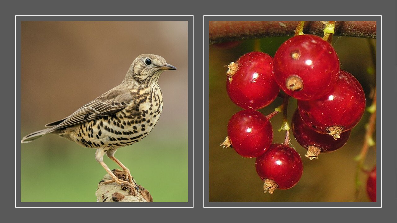 Preview van hersengymnastiek.odp