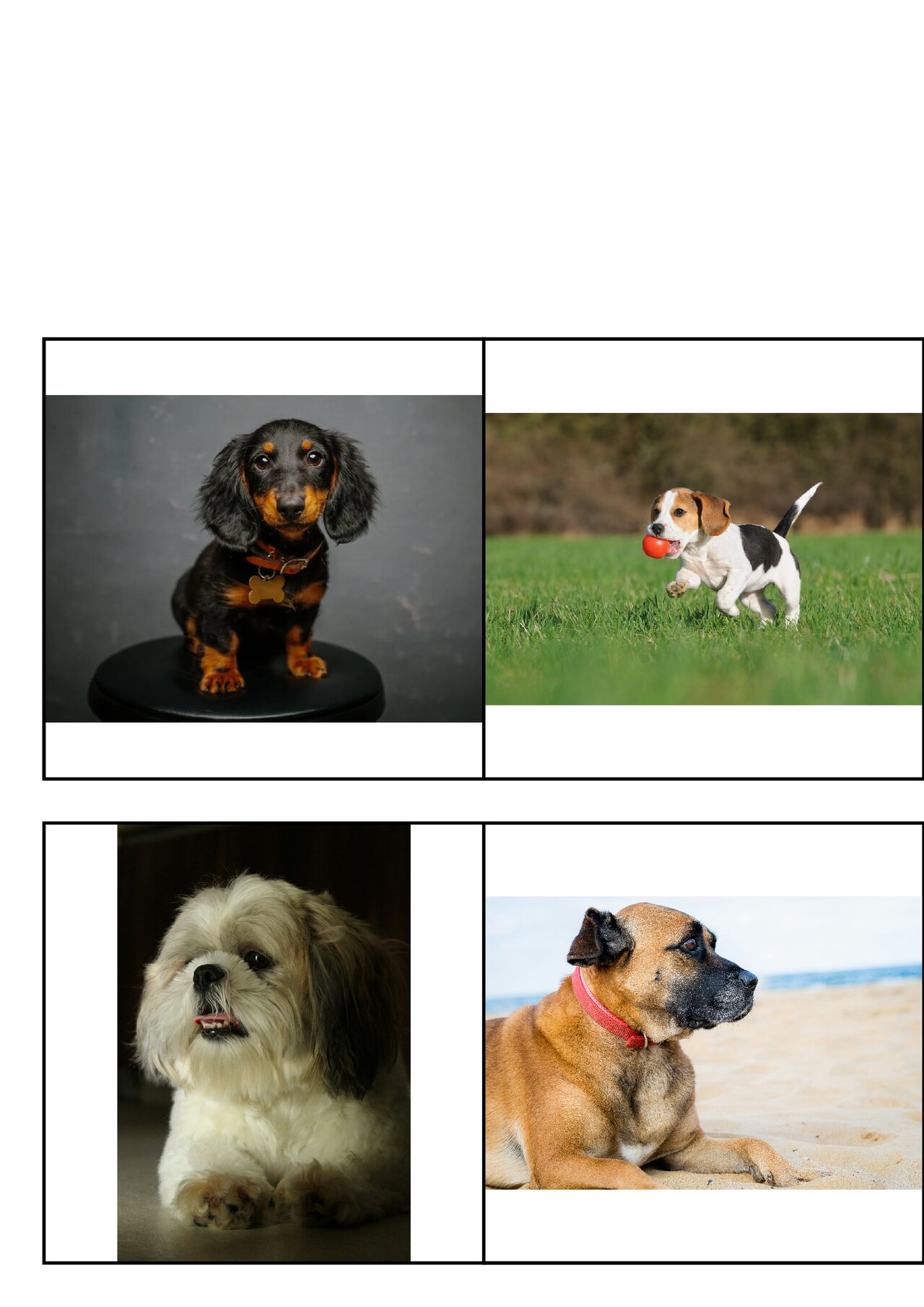 Preview van honden_memoryspel_afwisselend_mirror.pdf