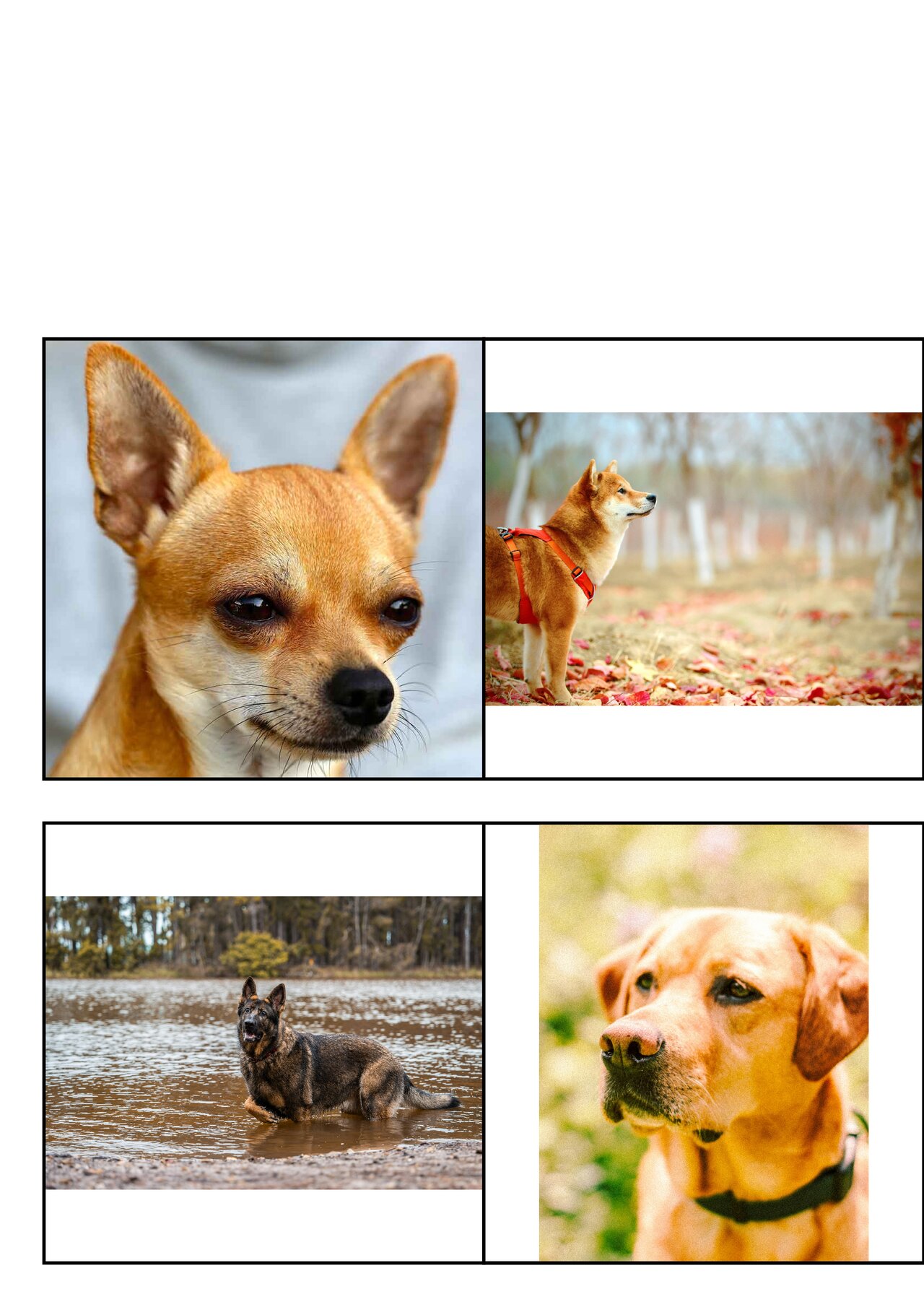 Preview van honden_memoryspel_afwisselend_mirror.pdf