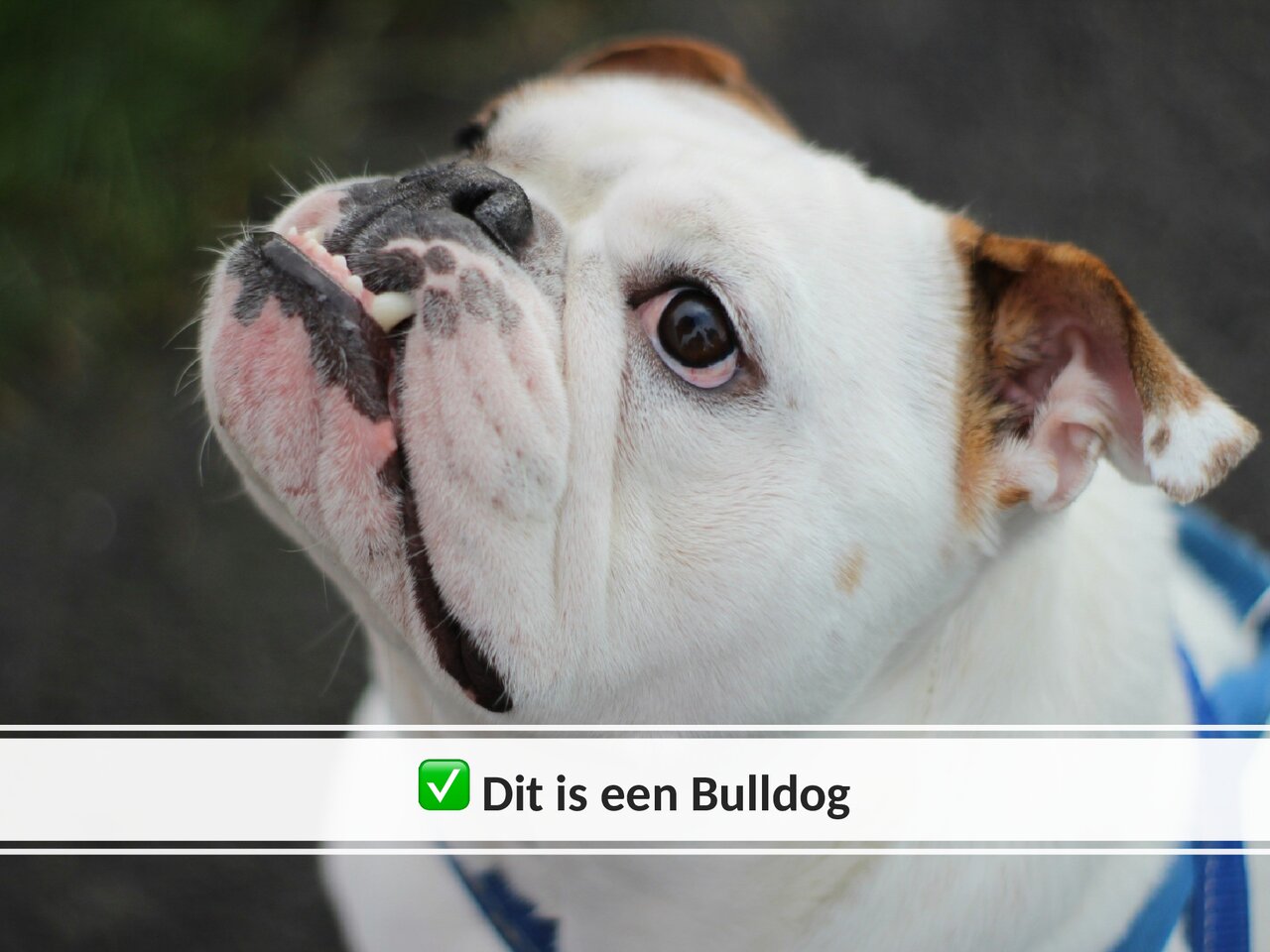 Preview van Hondenquiz.pptx