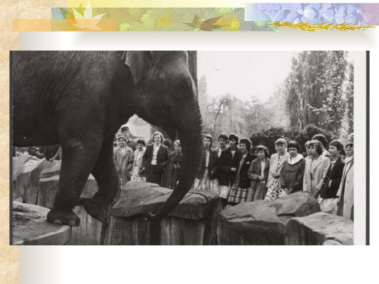 Preview van Dierenquiz.ppt