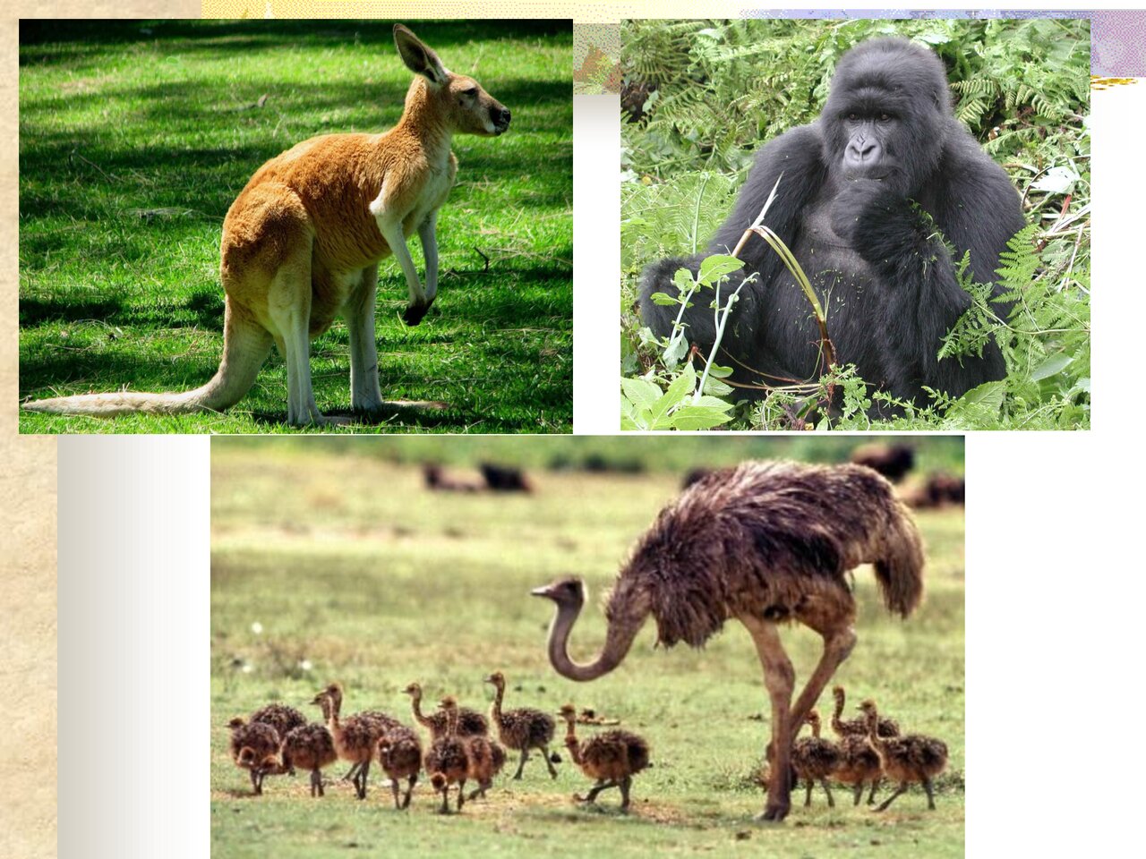 Preview van Dierenquiz-(1).pdf