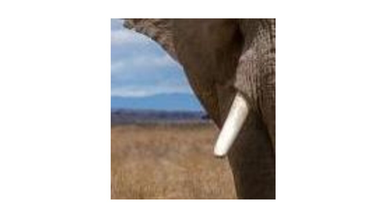 Preview van RAAD-HET-PLAATJE-2.pdf