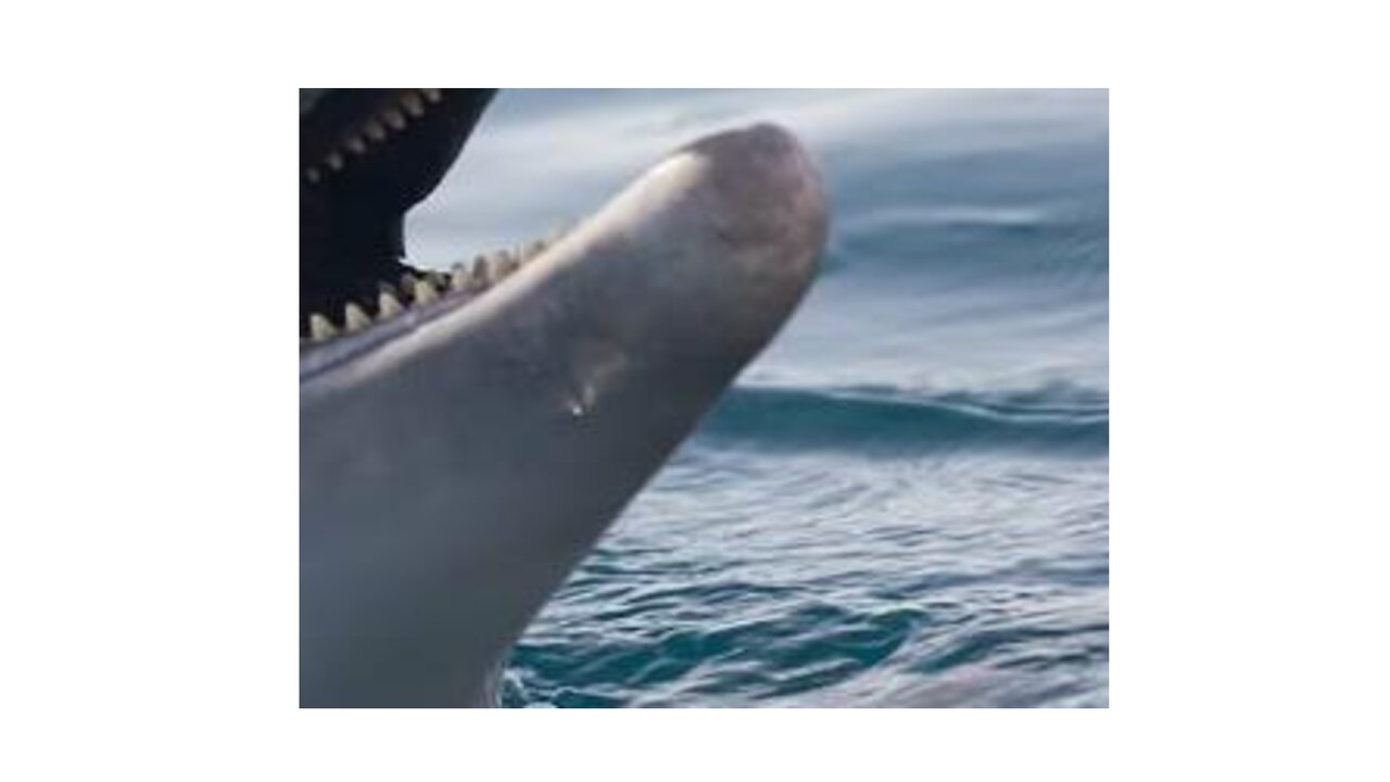 Preview van RAAD-HET-PLAATJE-2.pdf