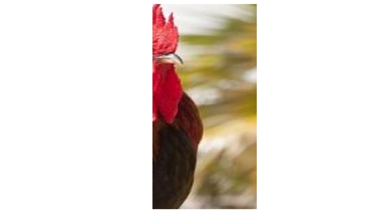 Preview van RAAD-HET-PLAATJE-2.pdf