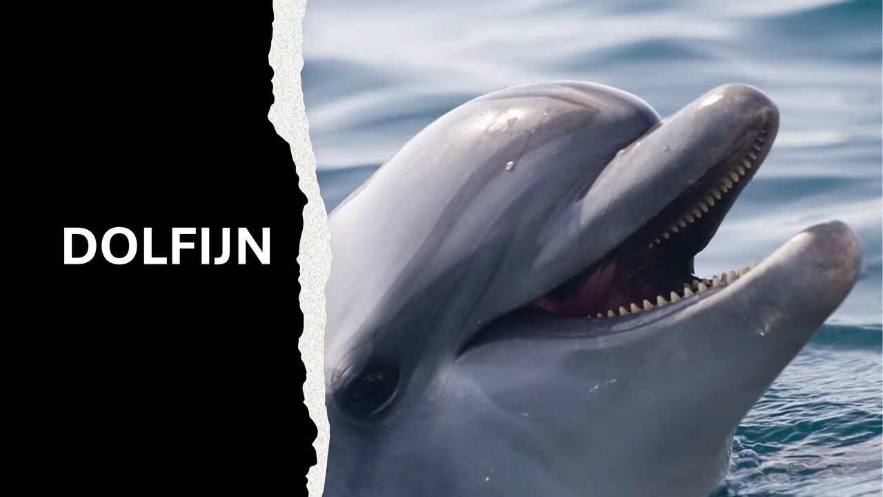 Preview van RAAD-HET-PLAATJE-2.pptx